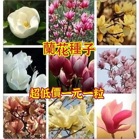 白玉蘭種植|白玉蘭種子種植方法